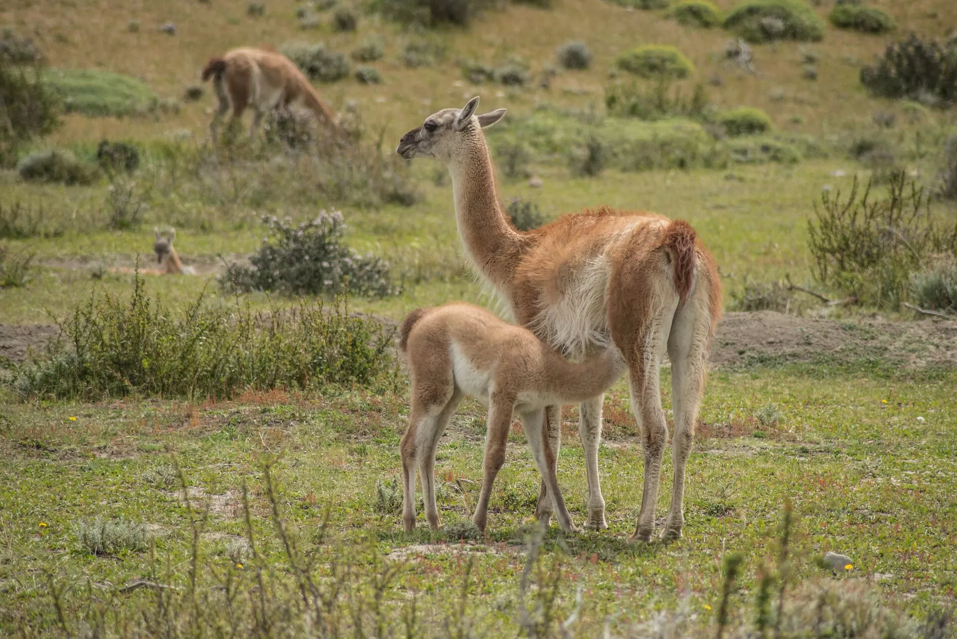 Torres del Paine EcoCamp